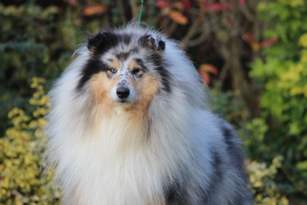 Publication : des Hauts Vikings Normands