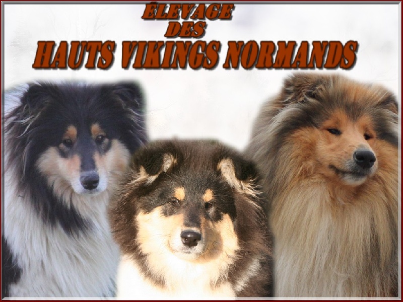 Gaïa bella des Hauts Vikings Normands