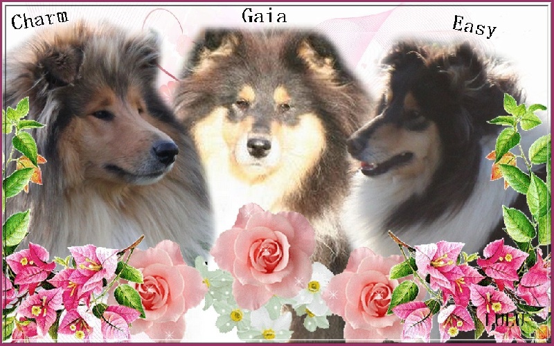 Gaïa bella des Hauts Vikings Normands