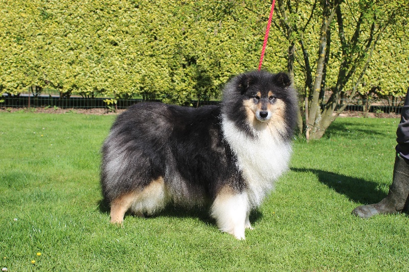 Gaïa bella des Hauts Vikings Normands