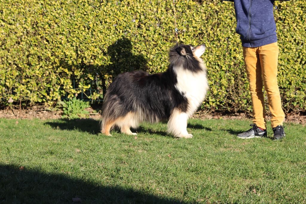 Gaïa bella des Hauts Vikings Normands