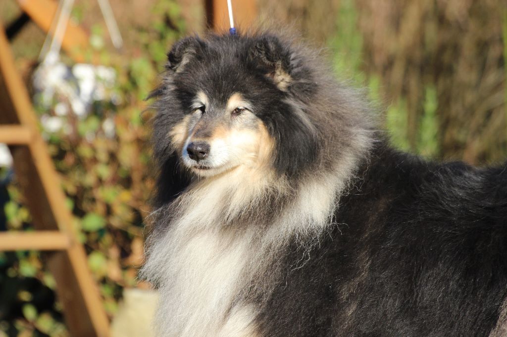 Gaïa bella des Hauts Vikings Normands