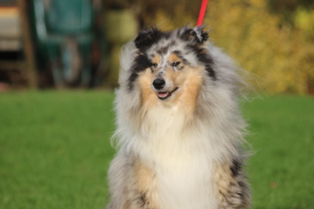 Publication : des Hauts Vikings Normands