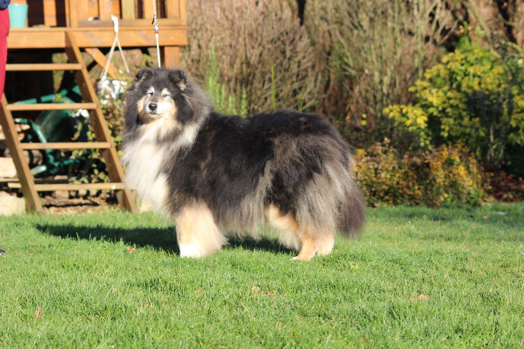 Gaïa bella des Hauts Vikings Normands