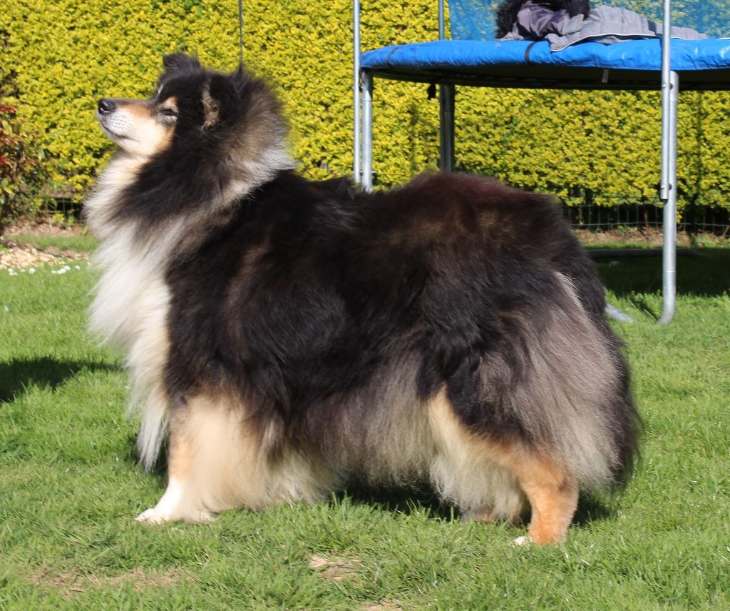 Gaïa bella des Hauts Vikings Normands