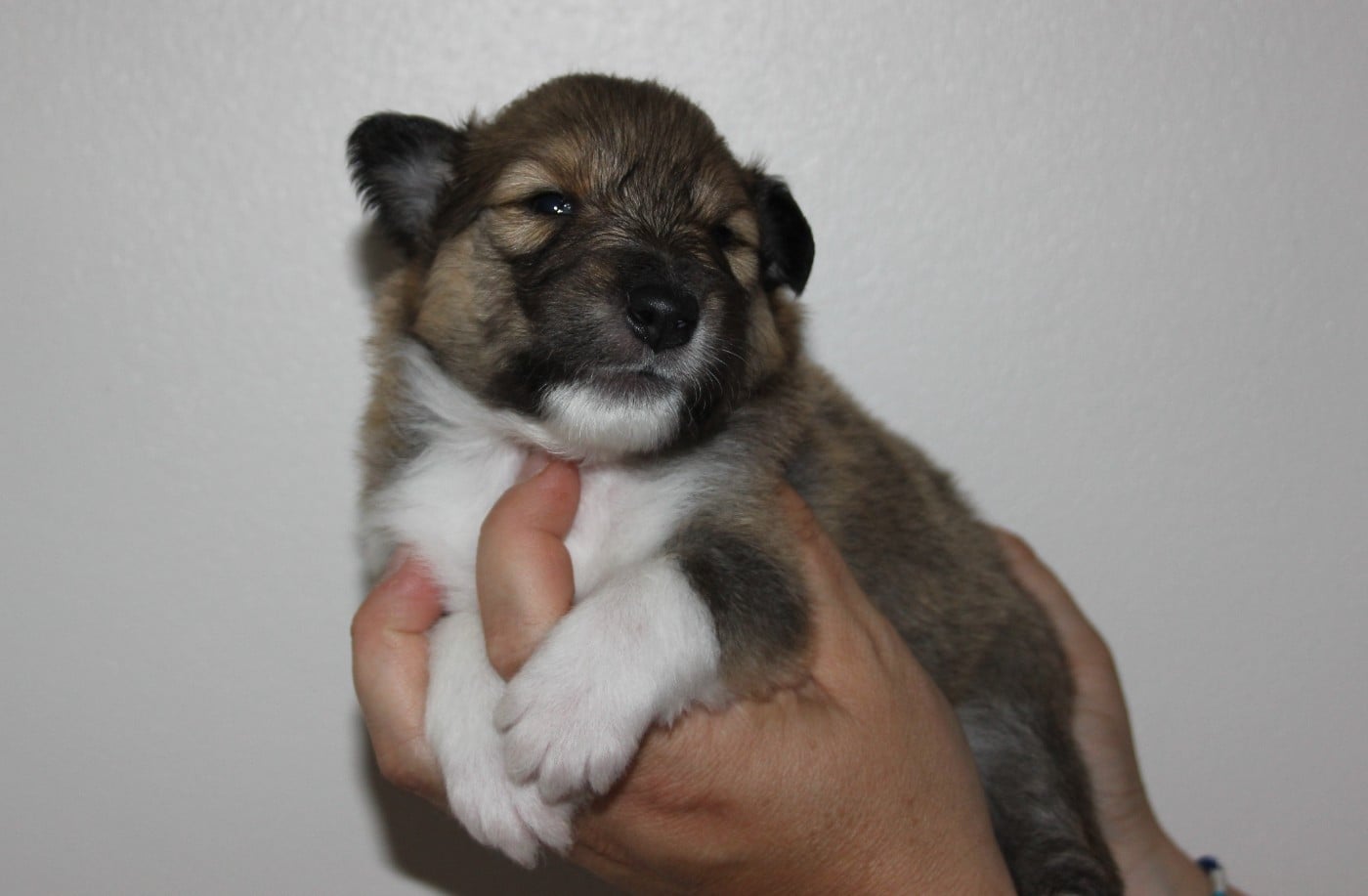 Chiot N°1