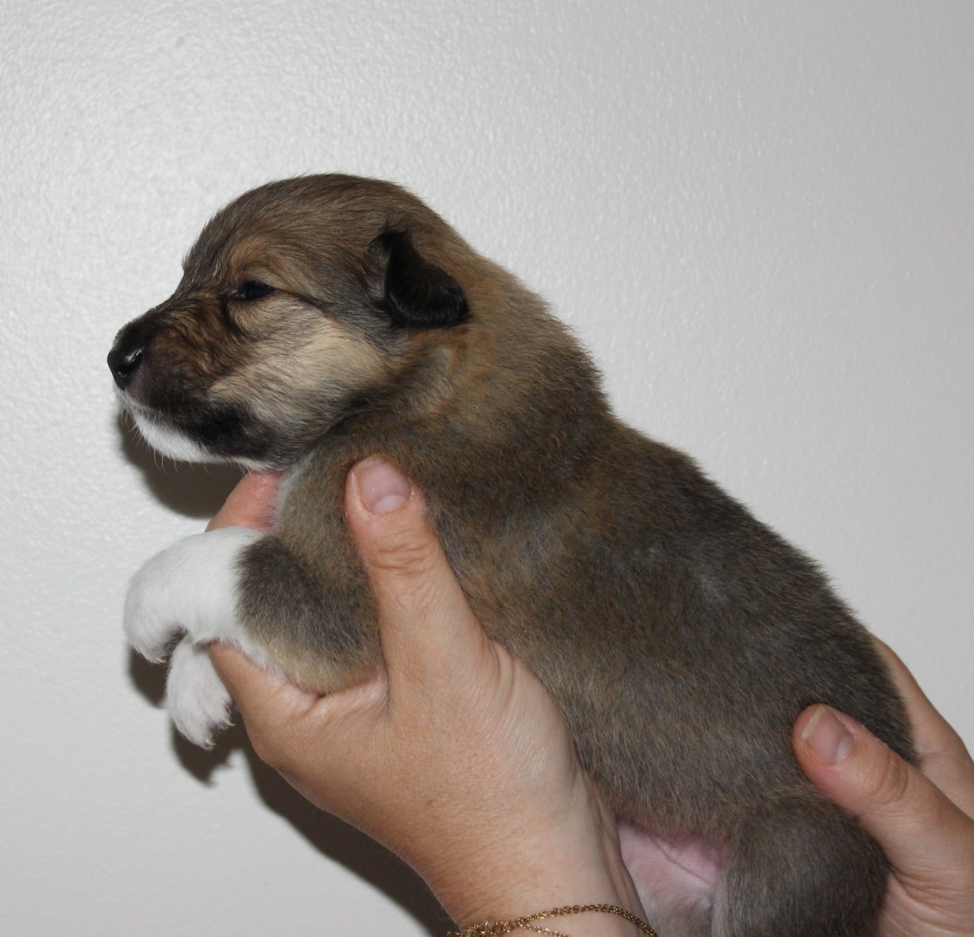 Chiot N°1