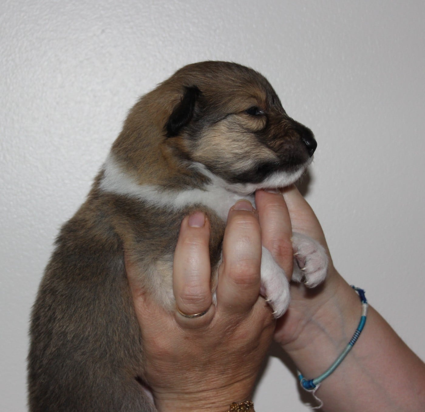 Chiot N°1