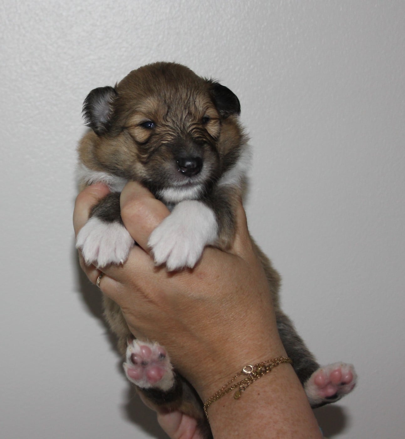 Chiot N°2