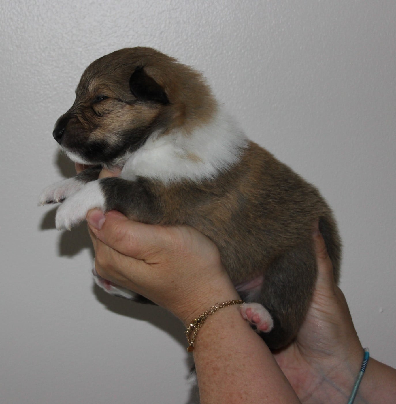 Chiot N°2