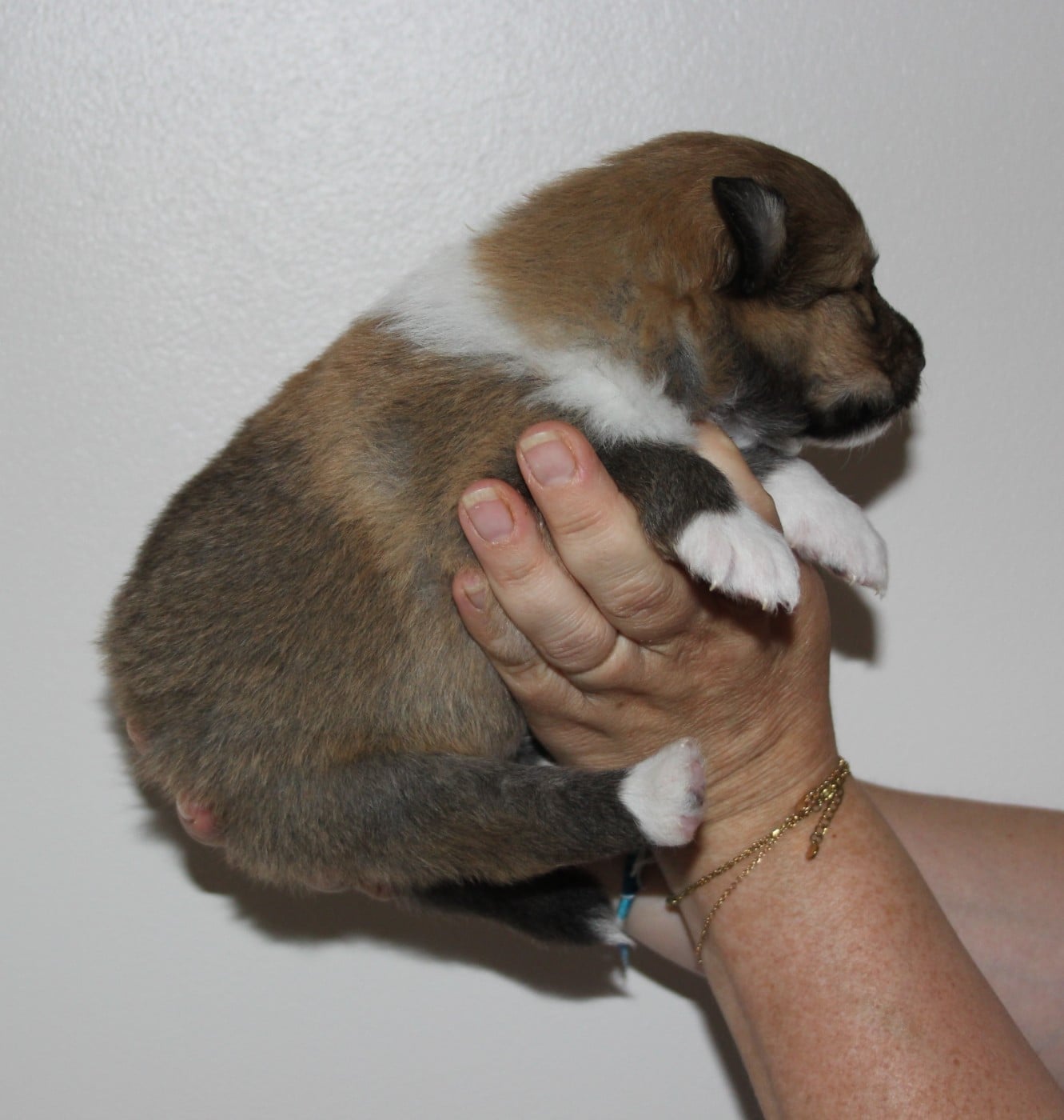 Chiot N°2