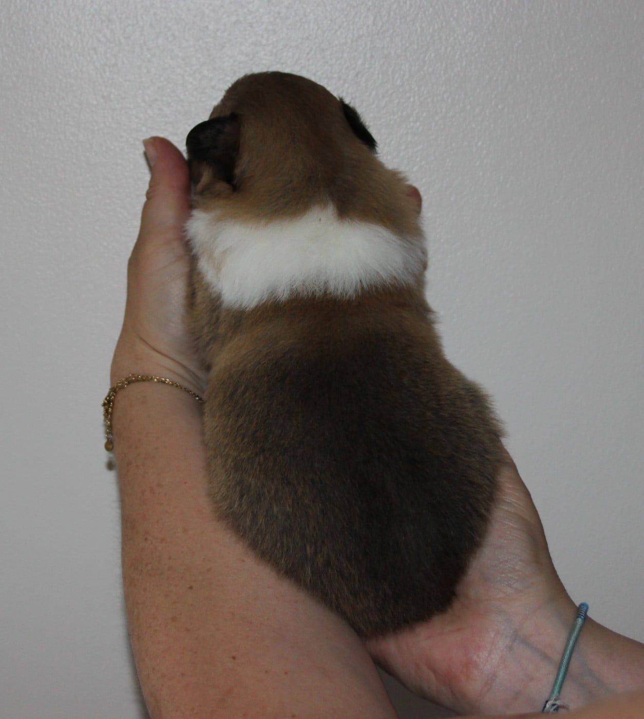 Chiot N°2