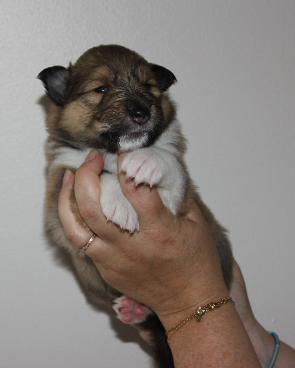 Chiot N°3