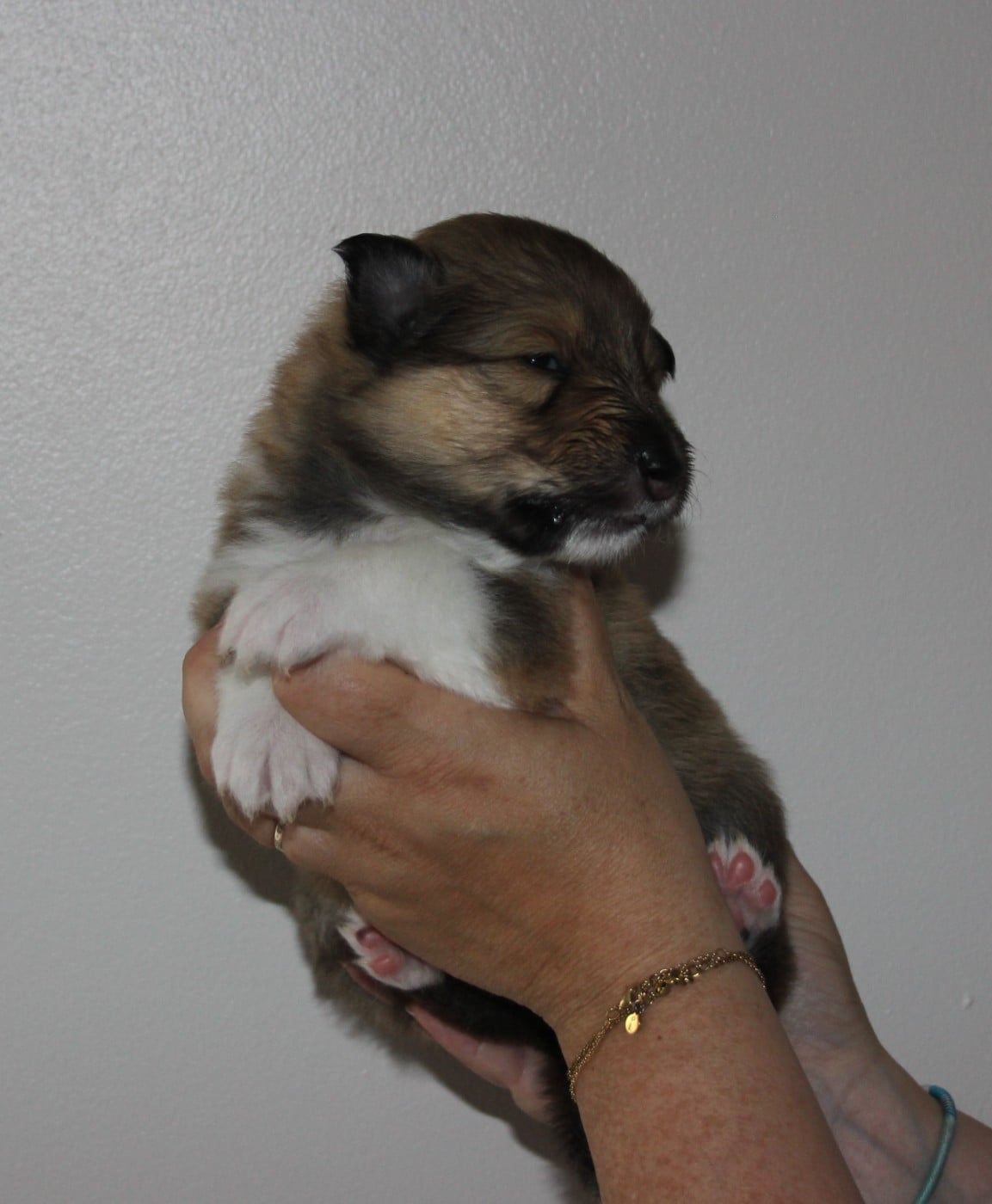 Chiot N°3