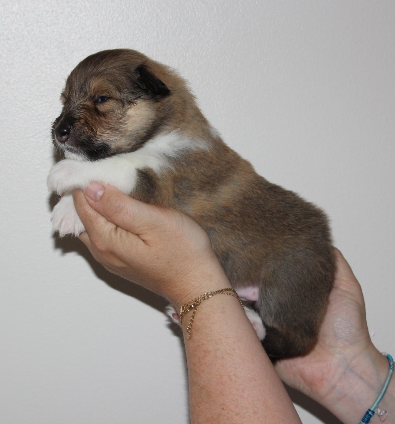 Chiot N°3