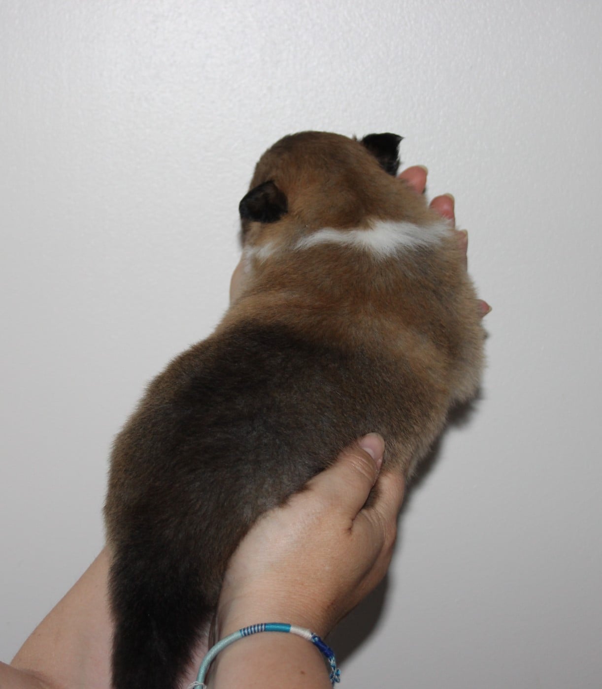 Chiot N°3