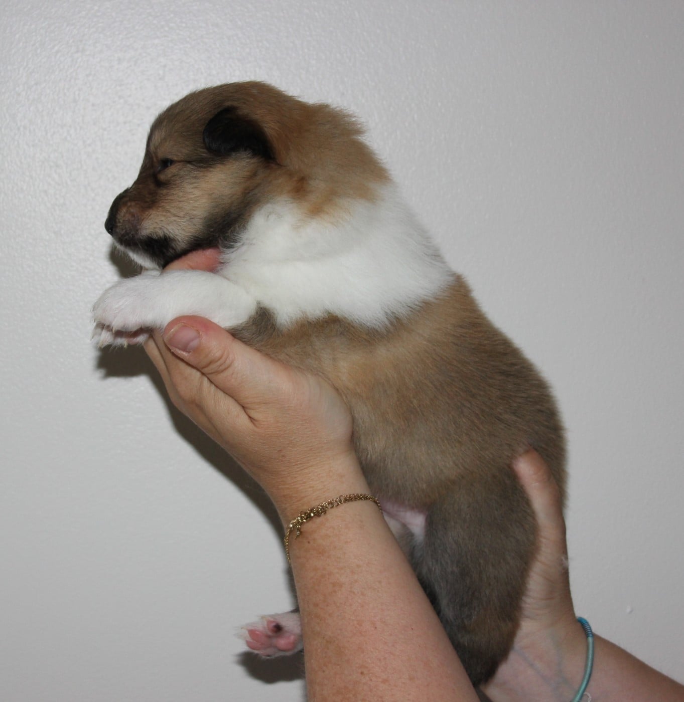 Chiot N°4