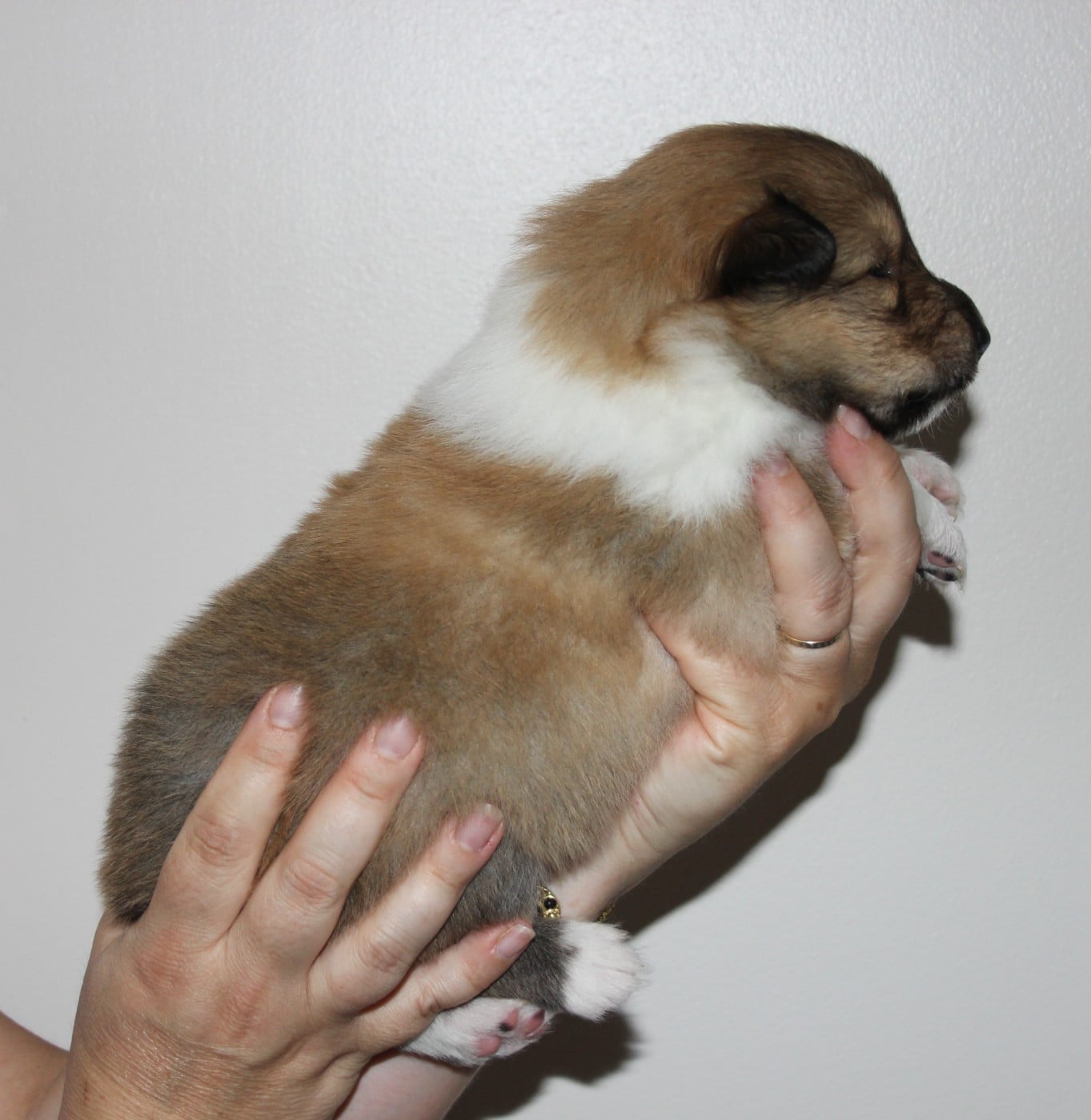 Chiot N°4