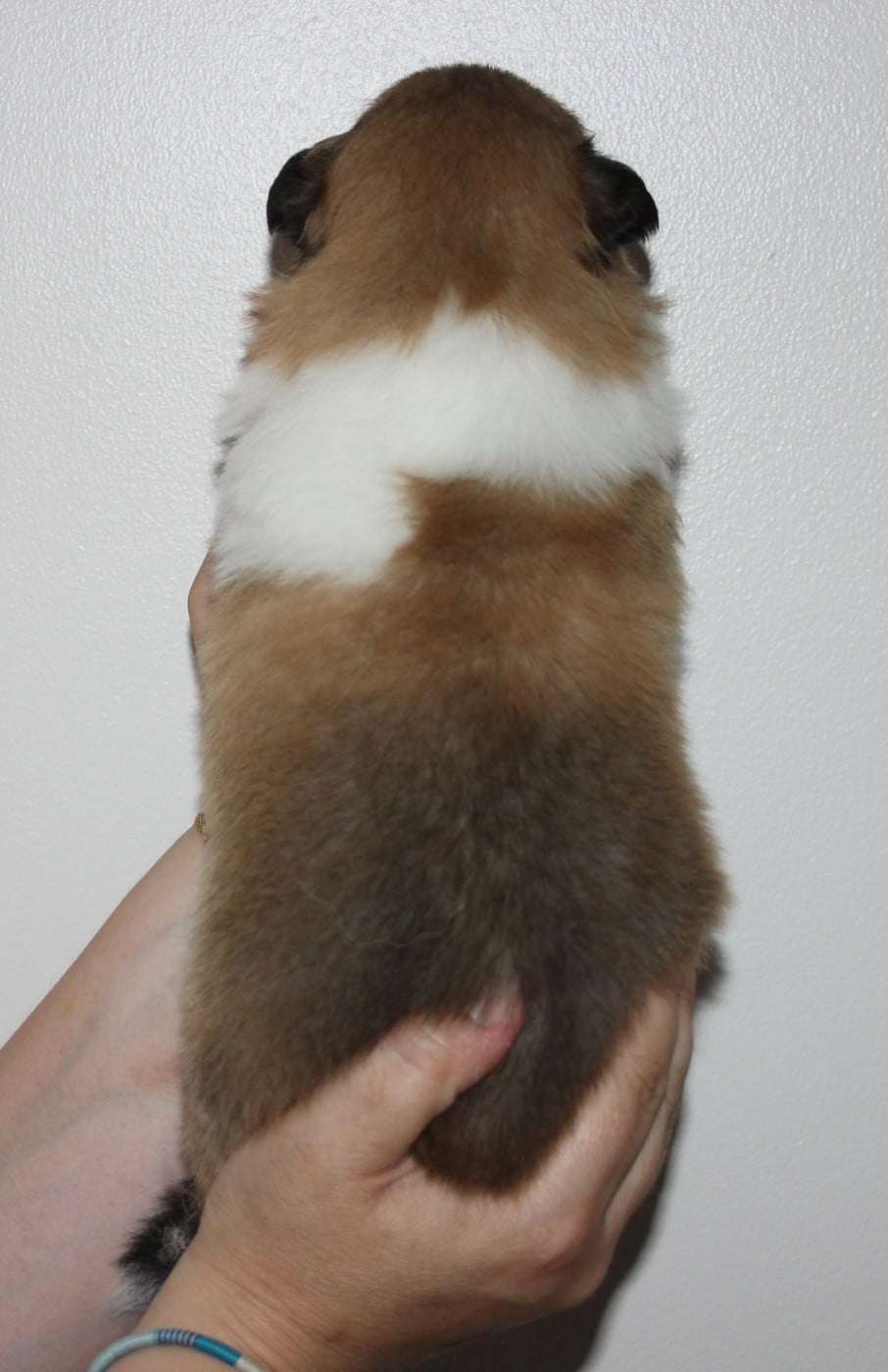 Chiot N°4
