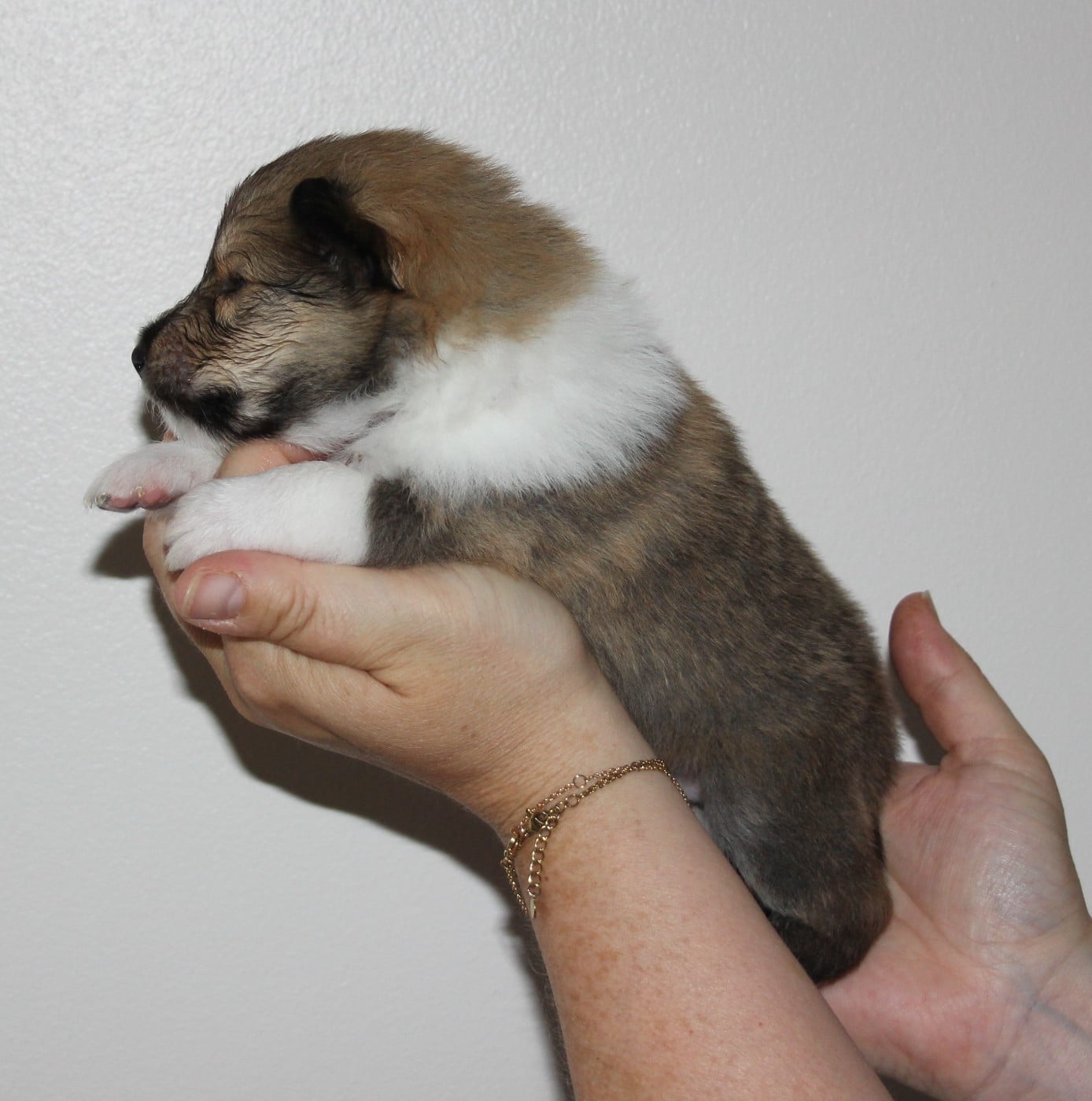 Chiot N°5