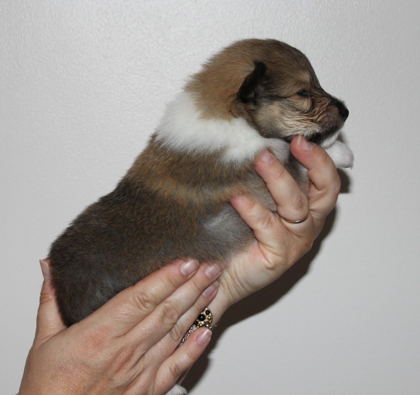 Chiot N°5