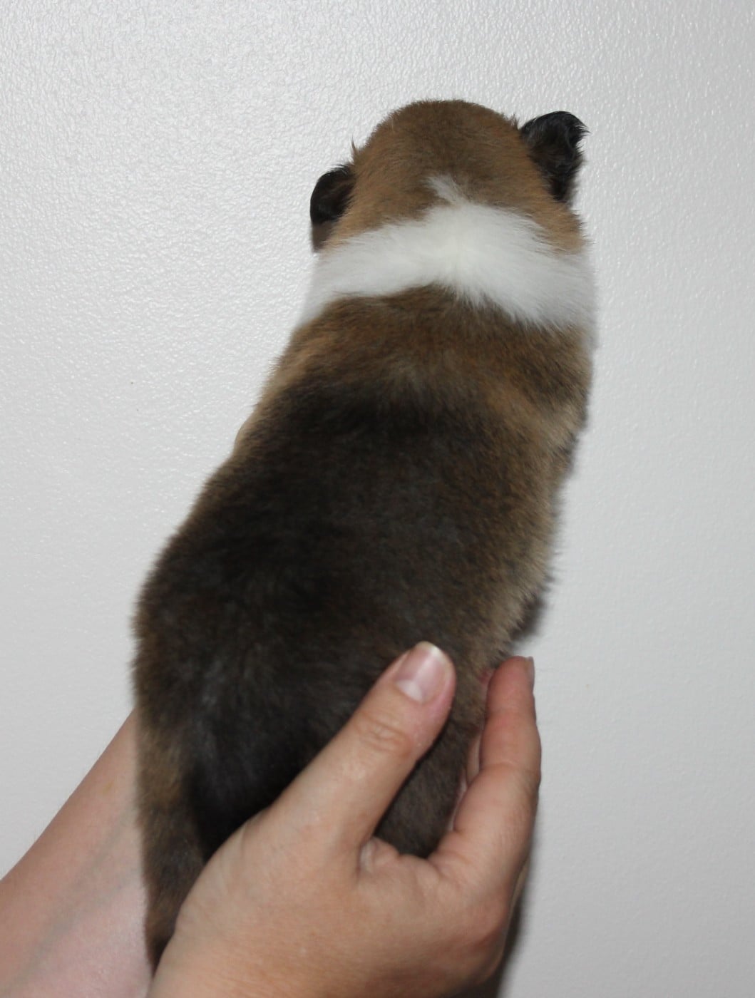 Chiot N°5