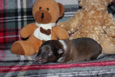Les chiots de Shetland Sheepdog