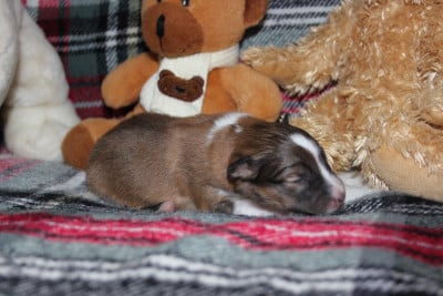 Les chiots de Shetland Sheepdog