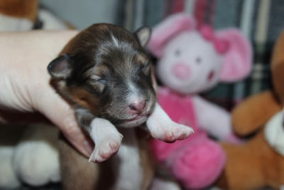 Les chiots de Shetland Sheepdog