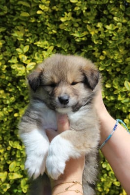 Les chiots de Colley à poil long