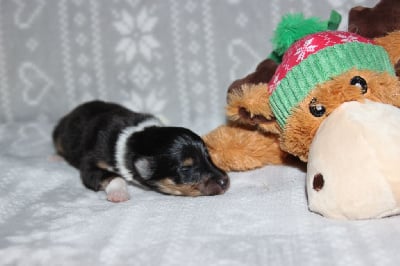 Les chiots de Colley à poil long