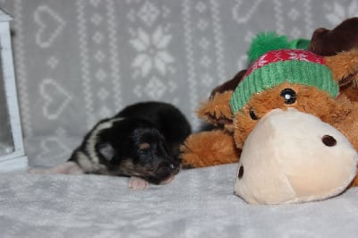 Les chiots de Colley à poil long