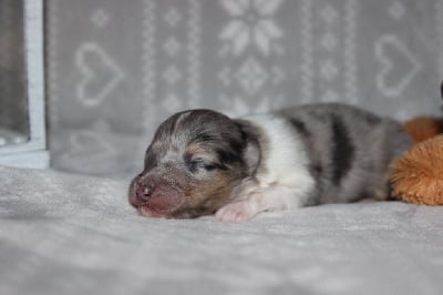 Les chiots de Colley à poil long