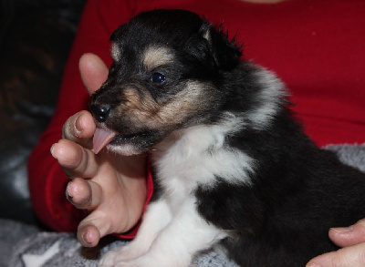 Les chiots de Colley à poil long
