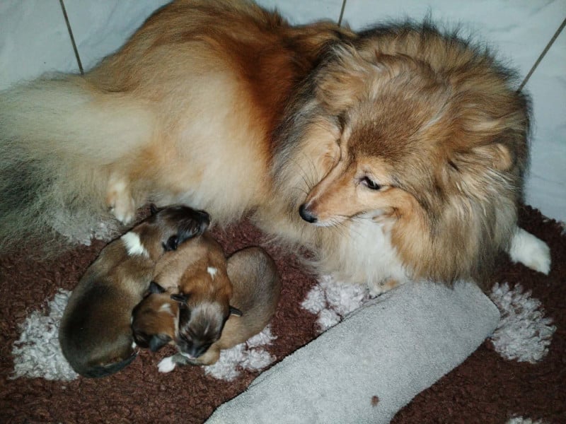 Shetland Sheepdog - des Hauts Vikings Normands