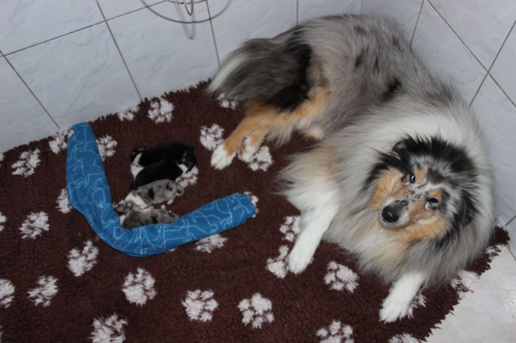 Colley à poil long - des Hauts Vikings Normands