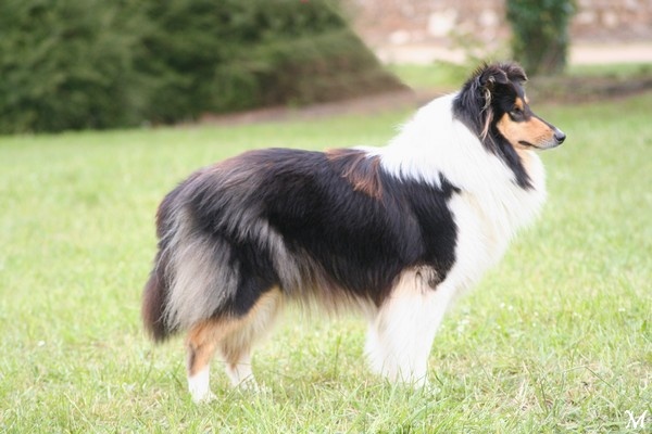 Constellation Midnight des Hauts Vikings Normands - confirmée + TAn avec 99/100pts