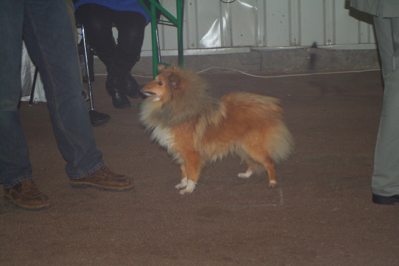 Déesse blonde de la vallée du mainland - 1ère excellente cl jeune