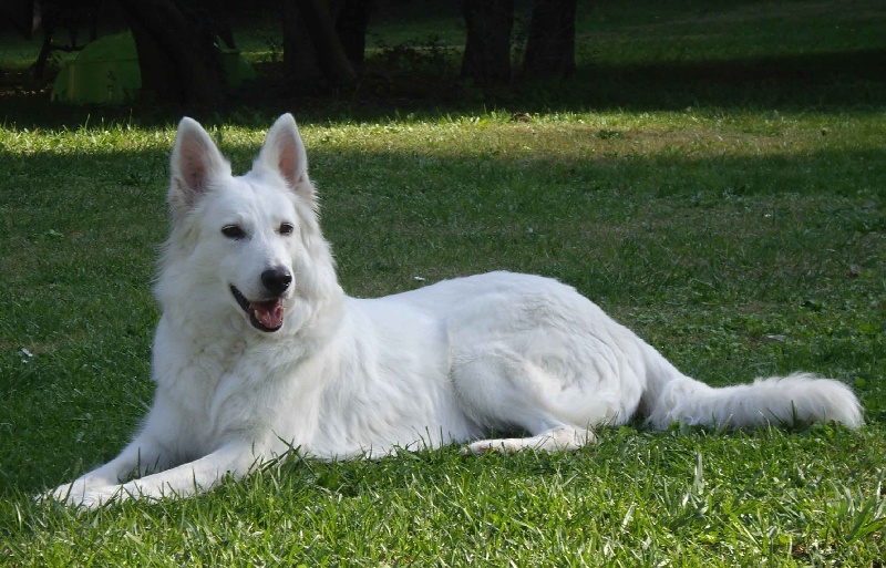 Publication : Lords of the white Shepherd Auteur : j.pinquier