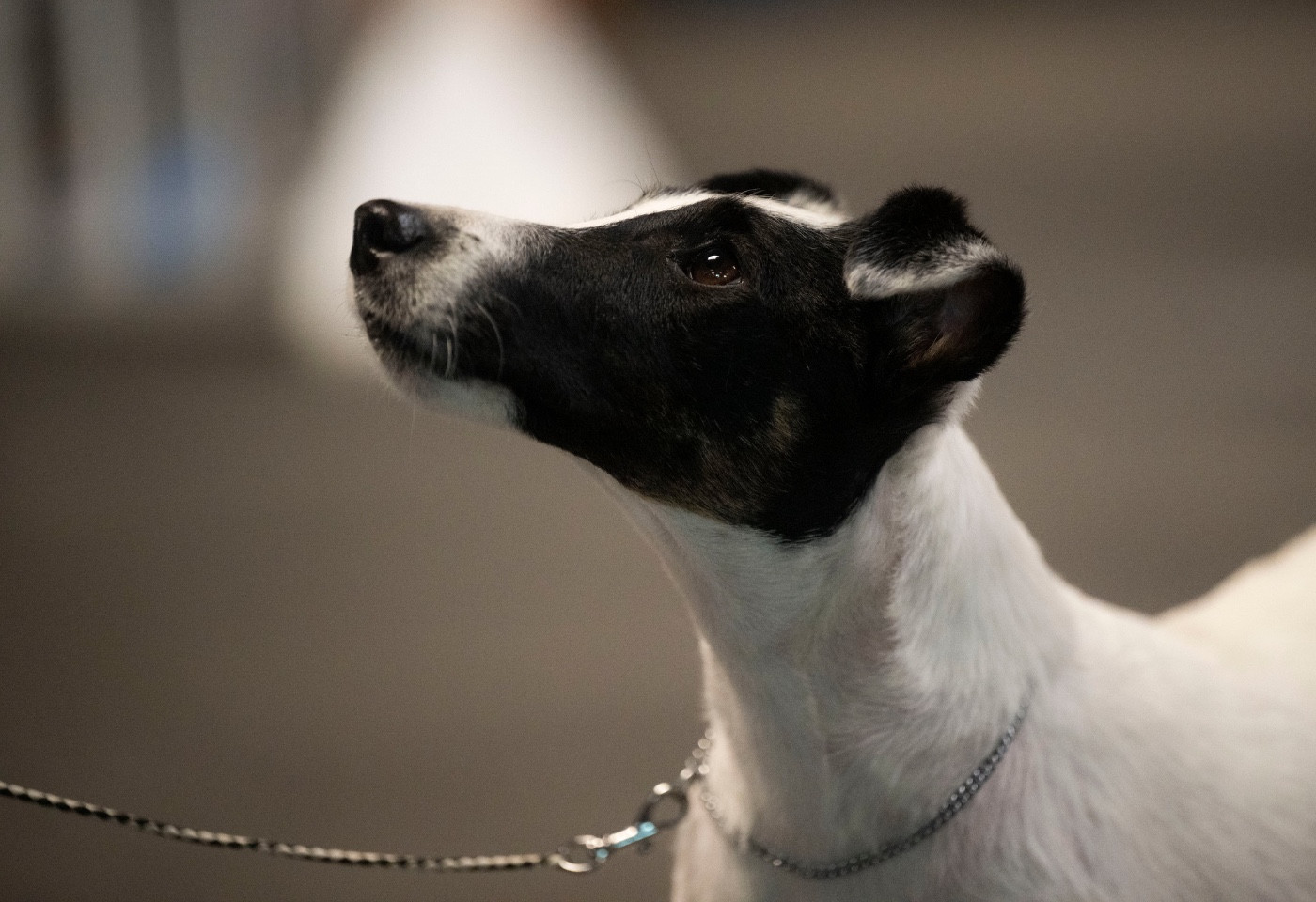 CH. Velvet lady Du breil des elfes