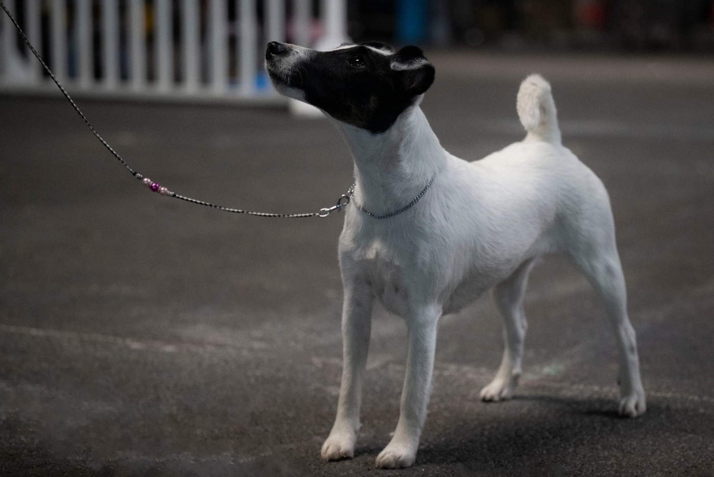 CH. Velvet lady Du breil des elfes