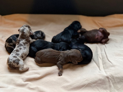 Les chiots de Teckel poil ras