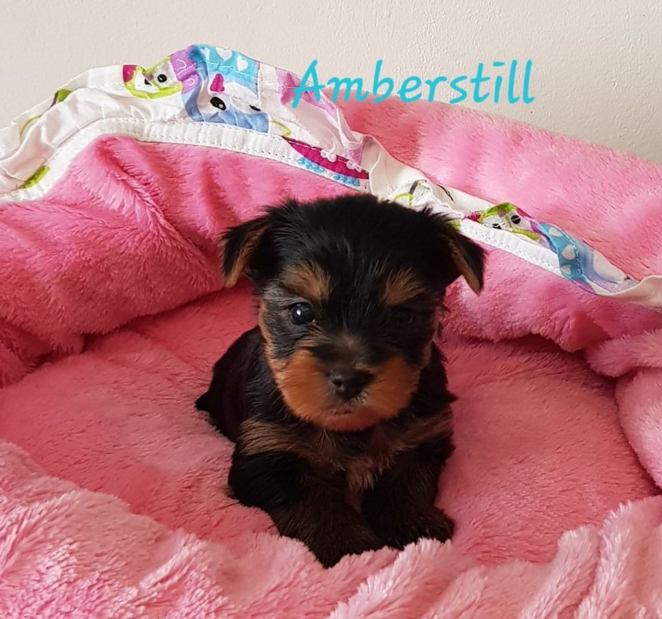 CHIOT - Yorkshire Terrier