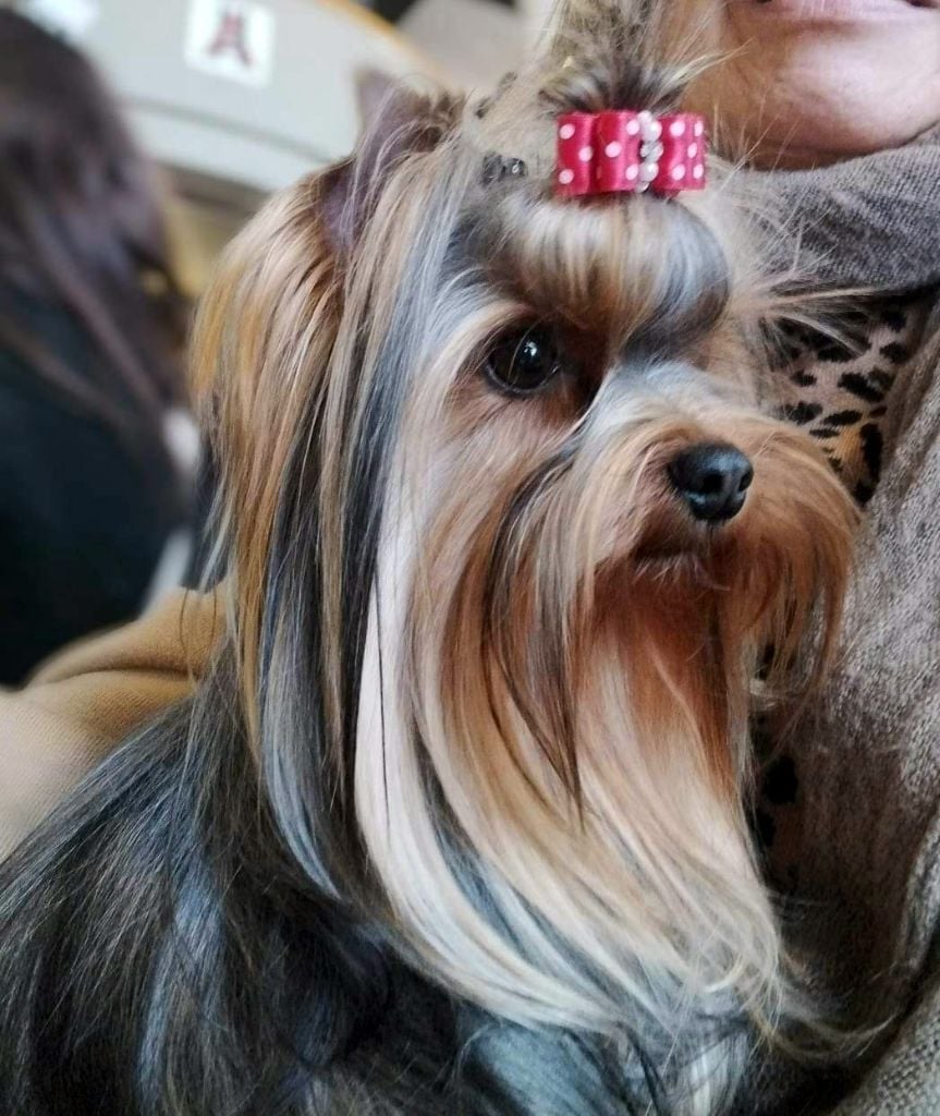 CH. Amberstill Some magic - 1 Exc Classe inter