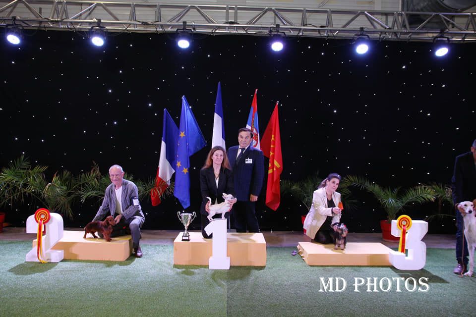 Amberstill Passionnata - TP - Best puppy - BOG - BIS 3