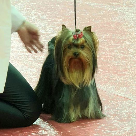 CH. Amberstill Some magic - 1 Exc Rcac