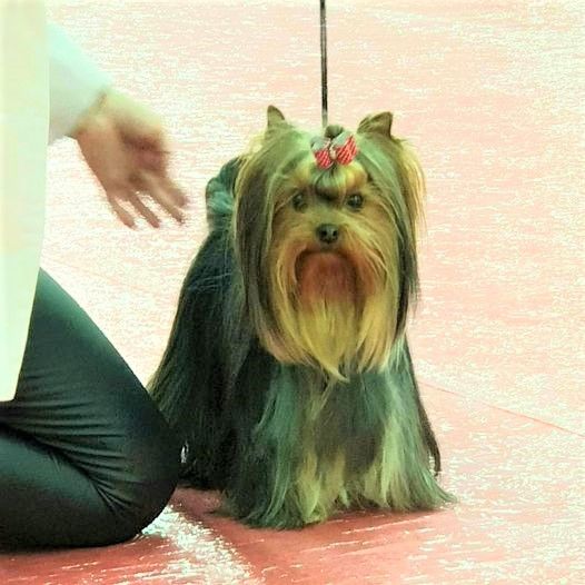 CH. Amberstill Some magic - 1 Exc Rcac Rcacib