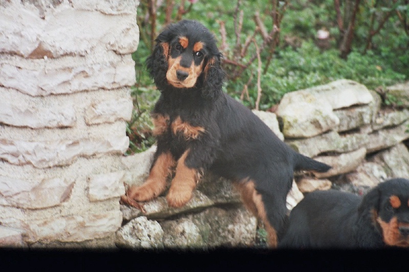 Publication : Des petites canailles