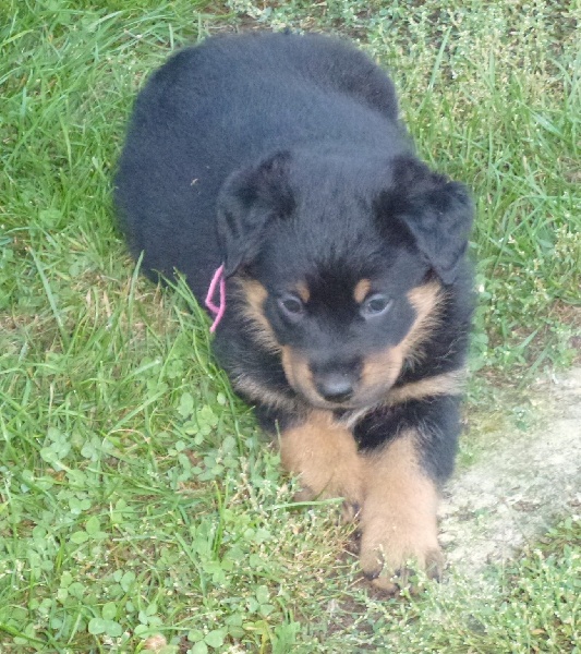 Publication : du Royaume D'Elsa Auteur : Agnes du Royaume d'Elsa