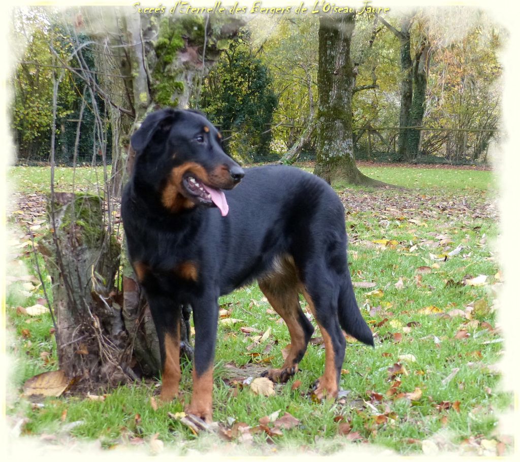 Publication : du Royaume D'Elsa Auteur : Agnes du Royaume d'Elsa